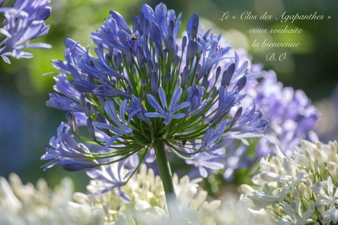 Le Clos Des Agapanthes Plogonnec